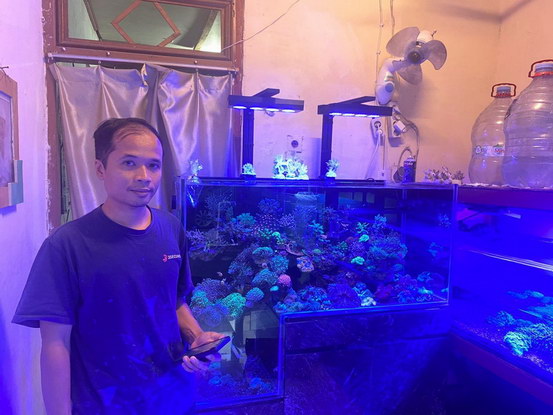 Bisnis Ikan Hias Online: Meraup Untung di Tengah Tren Akuarium Mini
