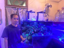 ikan hias air laut