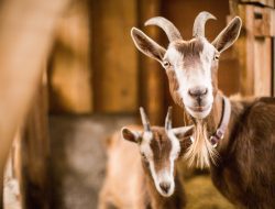Stok Hewan Kurban Jateng Dipastikan Aman, Ada 400 Ribu Ekor