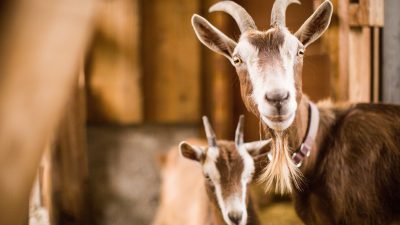 Stok Hewan Kurban Jateng Dipastikan Aman, Ada 400 Ribu Ekor