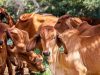 cara menyembelih hewan qurban