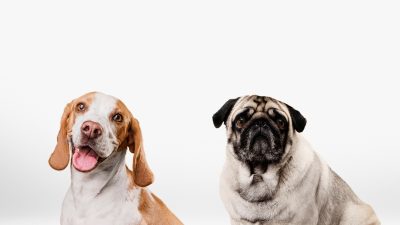 Viral Anak 5 Tahun Meninggal Digigit Anjing Rabies, IDAI Tekankan Pentingnya Hal Ini