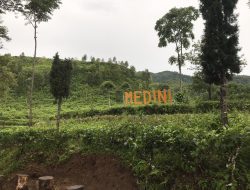 kebun teh medini tempat wisata Kendal