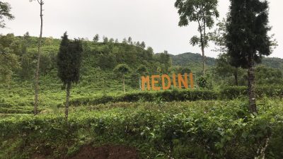 Ingin Menikmati Wisata yang Sudah Ada Sejak Zaman Kolonial Belanda? Berikut Ini Rute Menuju Kebun Teh Medini