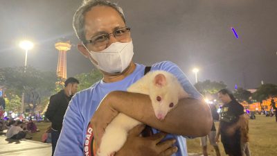 Hasil Breeding Sendiri, Musang Pandan Jenis Ini Bernilai Puluhan Juta Rupiah!
