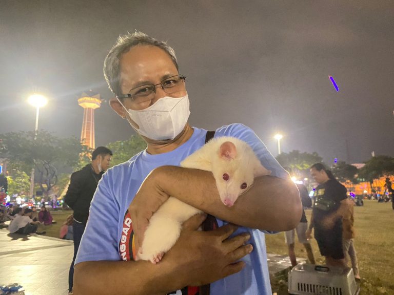Hasil Breeding Sendiri, Musang Pandan Jenis Ini Bernilai Puluhan Juta Rupiah!