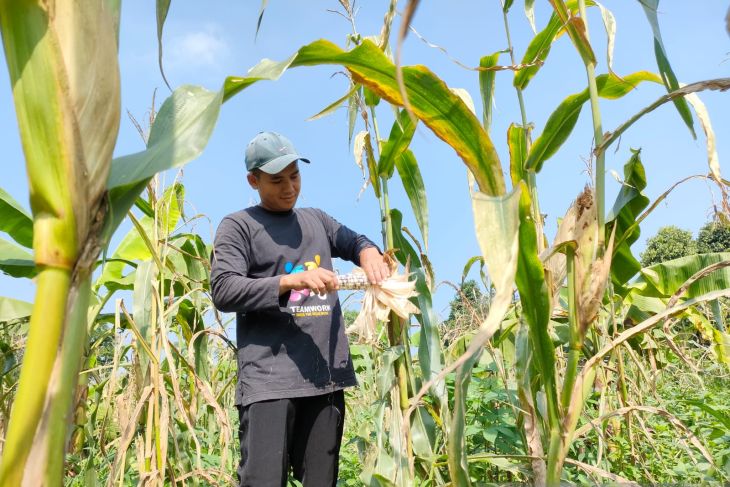 petani milenial