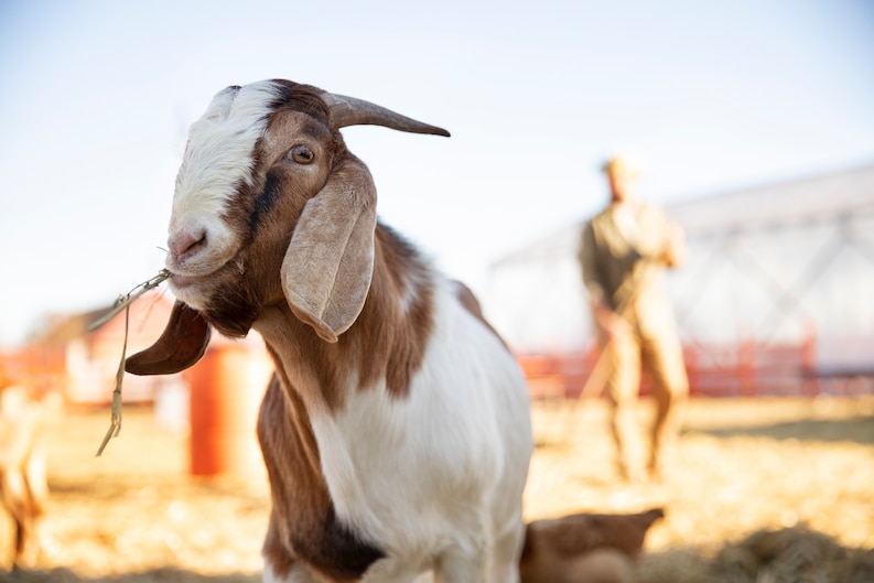 tips memilih hewan qurban