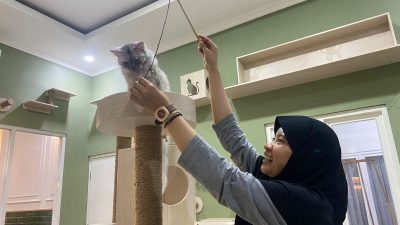 Asyiknya Nongkrong di Kafe Ditemani Belasan Kucing Gemas, Ada Ragdoll hingga Persia