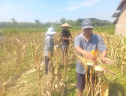 Panen Raya Jagung Varietas Baru di Blora, Untung Lebih Besar