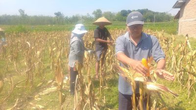 Panen Raya Jagung Varietas Baru di Blora, Untung Lebih Besar
