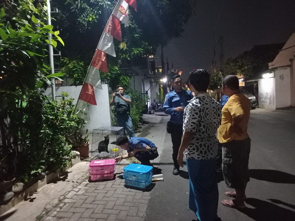 Kucing Liar Diduga Terpapar Rabies