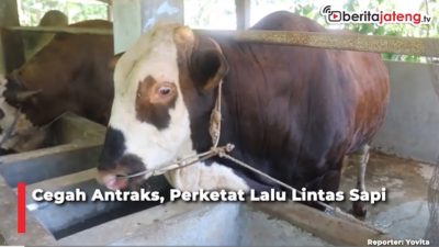 Video Cegah Antraks, Balai Karantina Perketat Lalu Lintas Sapi