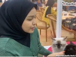 Video Nongkrong di Kafe Ditemani Kucing-Kucing Gemas