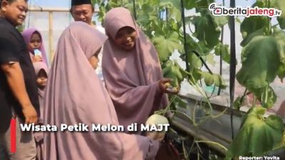 Video Serunya Wisata Petik Melon di MAJT