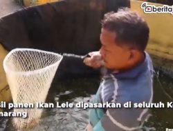 Video Budidaya Lele Hasilkan Banyak Cuan