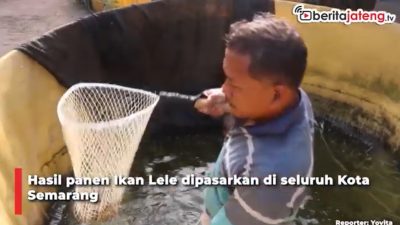 Video Budidaya Lele Hasilkan Banyak Cuan