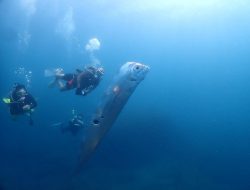 Disebut-sebut Ikan Pertanda Gempa, Ini Fakta Kemunculan Oarfish di Lepas Pantai Taipei, Taiwan