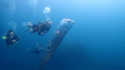 Disebut-sebut Ikan Pertanda Gempa, Ini Fakta Kemunculan Oarfish di Lepas Pantai Taipei, Taiwan
