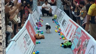 Banyak Peliharaan Unik, Begini Keseruan Anjing dan Kucing Saat Beraksi di Semarang Pet Expo