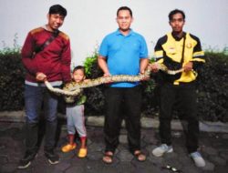 ular masuk rumah warga