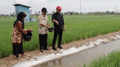 Panen Berlimpah dan Bebas Hama, Ketua DPRD Jateng Sumanto Dorong Pengembangan Mina Padi di Karanganyar