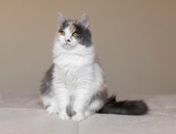 penitipan hewan Semarang | tips merawat kucing Persia