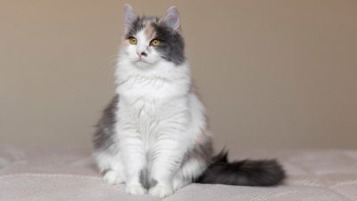 Soroti Bapak Kos Konsumsi Daging Kucing Semarang, Disnakkeswan Jateng Singgung Penyakit Menular Ini