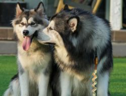 Pemilik Anjing Nikah Dikecam Meski Sudah Minta Maaf, Budayawan Bilang Begini Soal Pernikahan Jawa