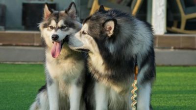 Pemilik Anjing Nikah Dikecam Meski Sudah Minta Maaf, Budayawan Bilang Begini Soal Pernikahan Jawa