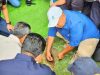 rumput JIS
