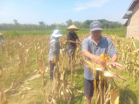 Panen Raya Jagung Varietas Baru
