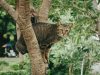 kucing rabies