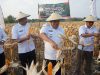 Panen Raya Jagung