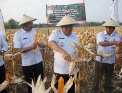Panen Raya Jagung di Blora, Perhektar Capai Rp 41,9 Juta