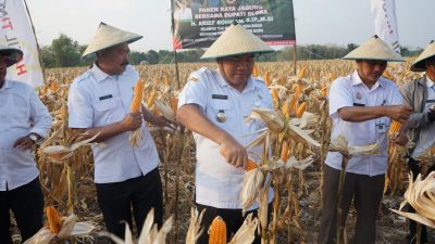 Panen Raya Jagung di Blora, Perhektar Capai Rp 41,9 Juta