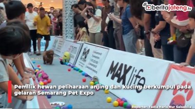 Video Seru, Lomba Lari hingga Fashion Show untuk Anjing dan Kucing