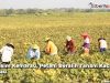 petani Blora menanam kacang hijau