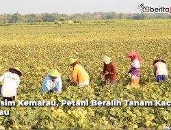 Video Musim Kemarau, Petani Beralih Tanam Kacang Hijau