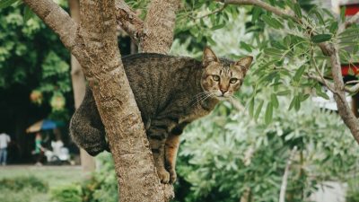 Kucing Liar Tak Terbukti Rabies, Disnak Keswan Jateng Upayakan Pencegahan dengan Suntik Sterilisasi