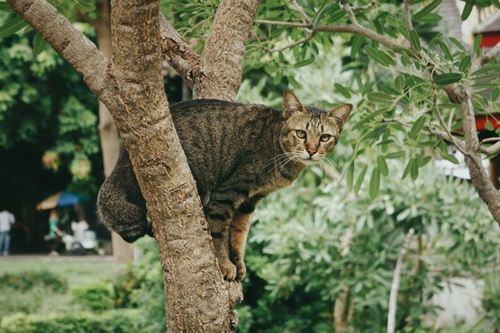 kucing rabies
