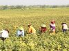 Petani Blora Kacang Hijau
