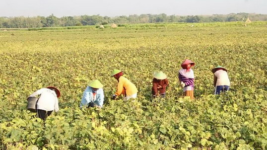 Petani Blora Kacang Hijau