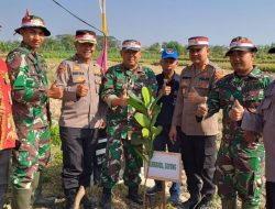 bibit pohon demak