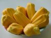 nangka