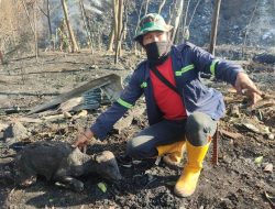 Tiga Sapi Milik Peternak di TPA Jatibarang Semarang Mati Terpanggang