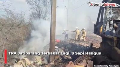 Video TPA Jatibarang Terbakar Lagi, 3 Sapi Hangus