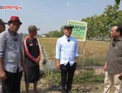 Video Menengok Sentra Mina Padi di Kabupaten Karanganyar, Bisa Panen Padi dan Ikan Nila Sekaligus