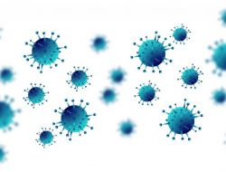 Penting! Berikut Langkah-langkah Pencegahan Virus Nipah Sesuai Surat Edaran yang Diterbitkan Oleh Kemenkes