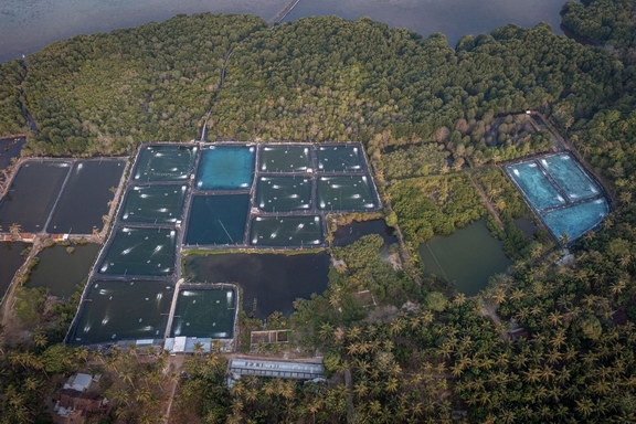 tambak udang karimun jawa